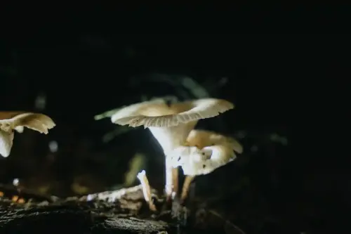 Glimpses of World Tourism Day 2025