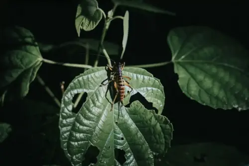 Glimpses of World Tourism Day 2025